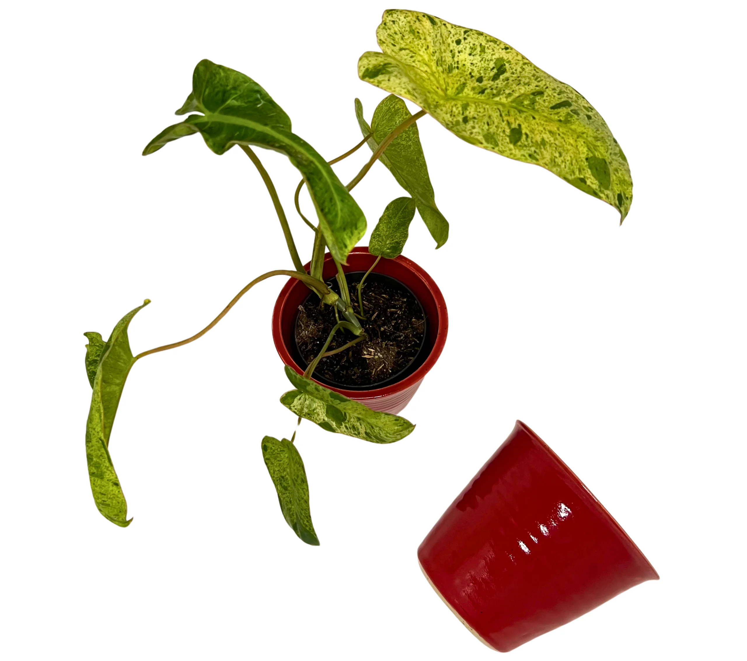 🌶️ Chili Willi – Blumentopf rot 🌶️ – Bild 3