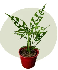 🌶️ Chili Willi – Blumentopf rot 🌶️