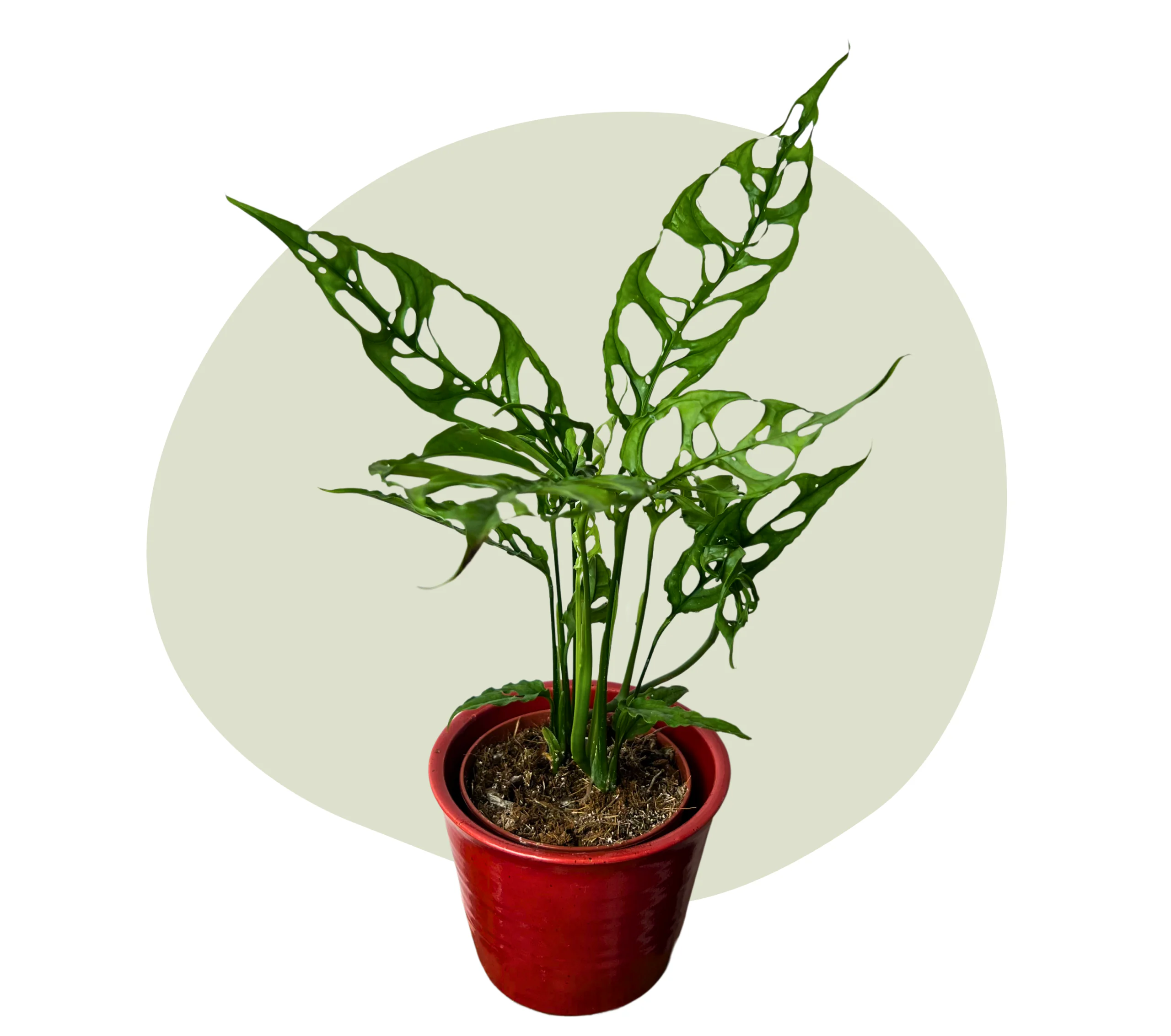 🌶️ Chili Willi – Blumentopf rot 🌶️ – Bild 2